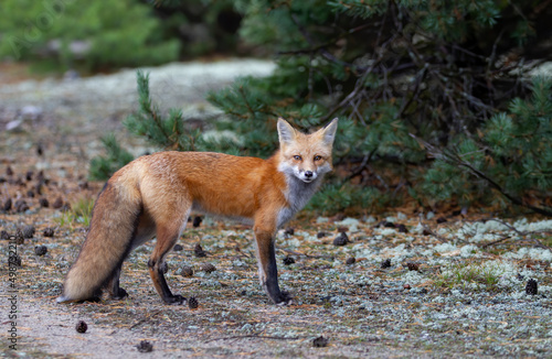 Red fox with a bushy tail walking in the forest in autumn in Algonquin Park, Canada  © Jim Cumming