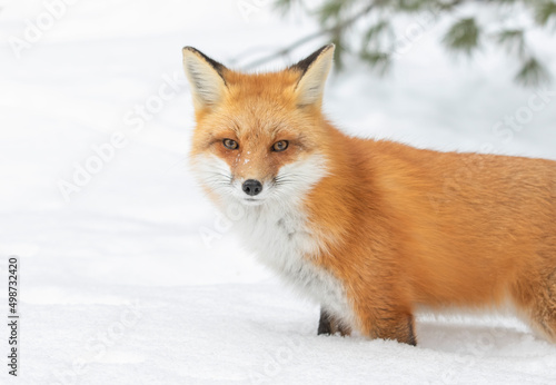 Red fox Vulpes vulpes in pine tree forest with a bushy tail hunting in the freshly fallen snow in Algonquin Park, Canada