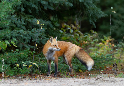 Fototapeta Naklejka Na Ścianę i Meble -  Red fox with a bushy tail walking in the forest in autumn in Algonquin Park, Canada 