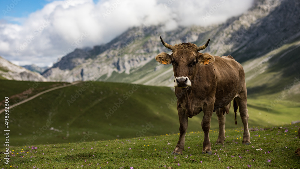 Bull in green meadow in the picos de europa, spain.