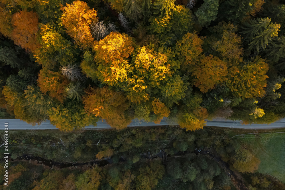 Aerial view of road going through beautiful autumn forest Aerial view of road going through beautiful autumn forest