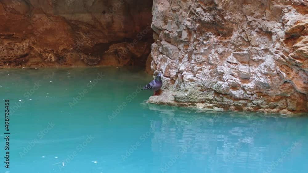 pigeon on rock in Proval. a natural well on southern slope of Mount Mashuk. pigeon on rock in Proval. a natural well on southern slope of Mount Mashuk.
