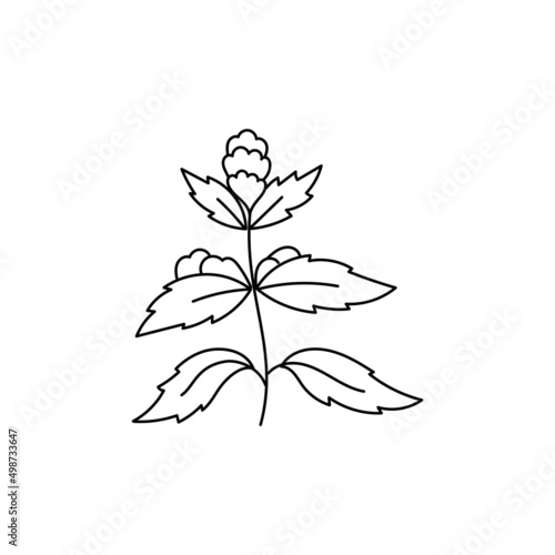 Mentha plant. Cooking ingredient. Line icon. Editable stroke size. Open paths. Vector sketch illustration.