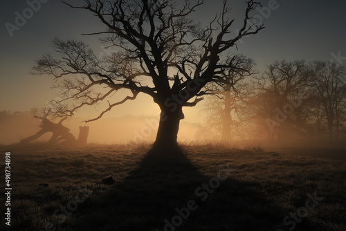 Drzewo, dąb, wschód słońca, krajobraz, poranek, brzask, Rogalin, wiosna © Marcin