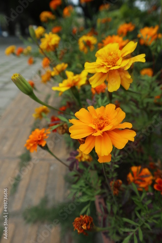 Tagetes patula blooming in the garden design for abundance concept © YENTING