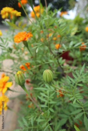 Tagetes patula blooming in the garden design for abundance concept