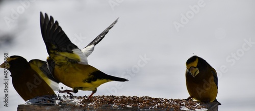Stray beaks at the feeder, Sainte-Apolline, Québec, Canada
