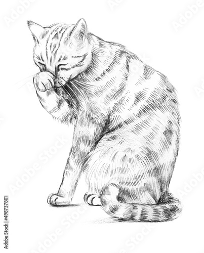 A domestic cat washes its face with its paw