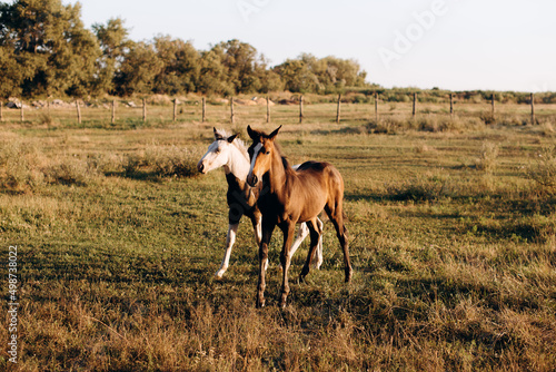 horse and foal © Vadim_Bits