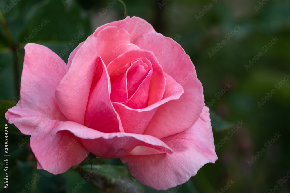 A beautiful artistic image of a beautiful pink pastel rose in a dark garden. Design of vintage postcards for lovers and newlyweds. Vertical shot of a blooming light pink.rose flower in a green garden A beautiful artistic image of a beautiful pink pastel rose in a dark garden. Design of vintage postcards for lovers and newlyweds. Vertical shot of a blooming light pink.rose flower in a green garden