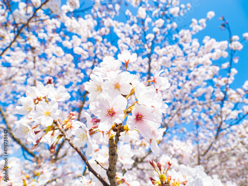 【春】桜の花 ソメイヨシノ 