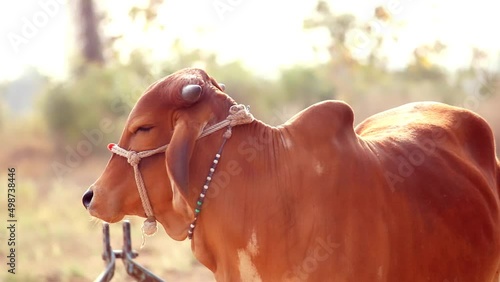 Cow beautiful footage,gir cows of India,brahman cow beautiful views,Dairy cows in the farm,selective focus
