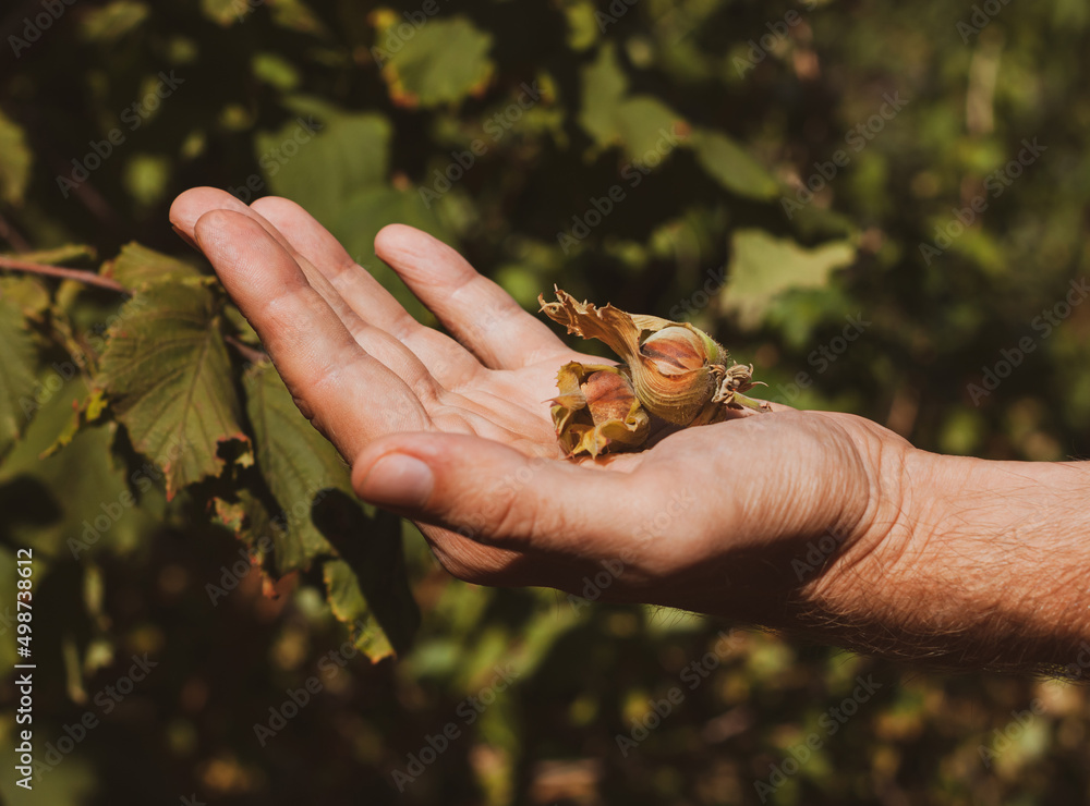 Ripe hazelnuts in gardener hand. Organic eco hazel tree branch in farm garden. Growing nuts on home backyard. Dietary fiber protein vitamin source weight loss diet. Gardening local healthy food eating Ripe hazelnuts in gardener hand. Organic eco hazel tree branch in farm garden. Growing nuts on home backyard. Dietary fiber protein vitamin source weight loss diet. Gardening local healthy food eating