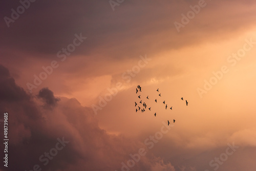 Sunset clouds and flock of birds