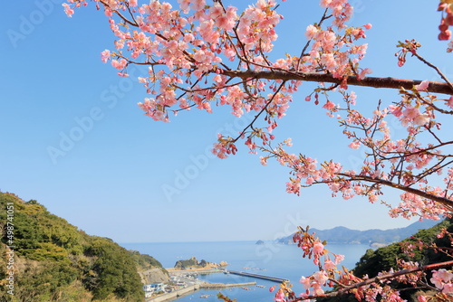 海辺の桜