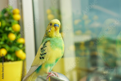 Картината върху платно yellow and green budgie