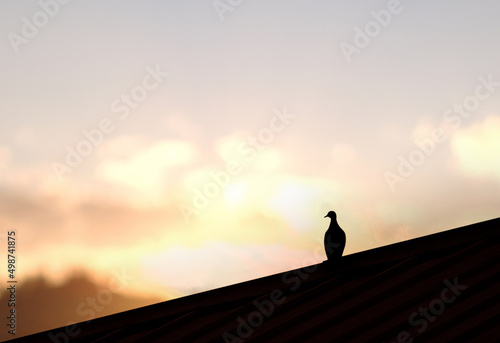 The silhouette of a bird pigeon perched alone on a roof with a on blurred pastel background the evening light shining from the front looks beautiful..