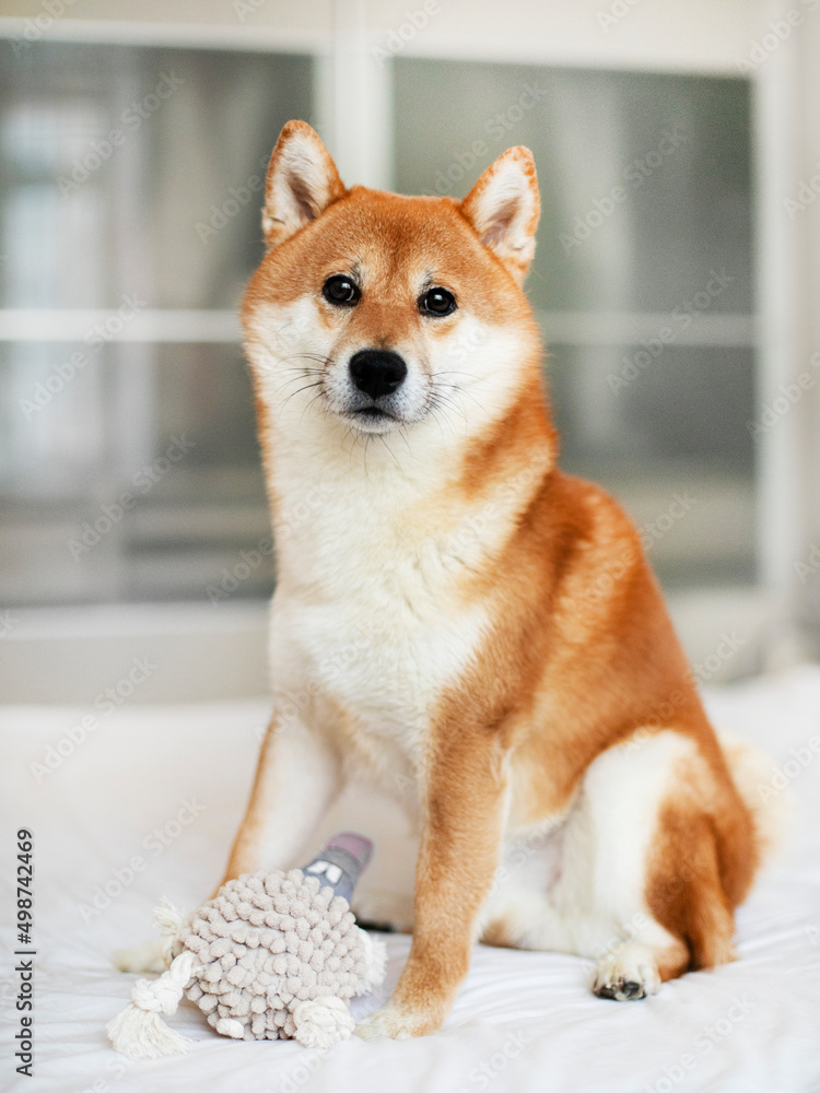 Cute shiba inu dog puppy sitting on a coach sofa at home. Funny domestic animal Japanese breed.