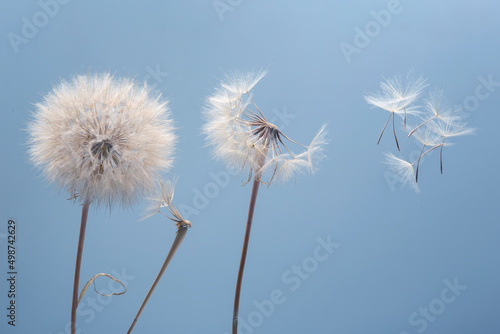 Dandelion seeds flying next to a flower on a blue background. botany and the nature of flowers