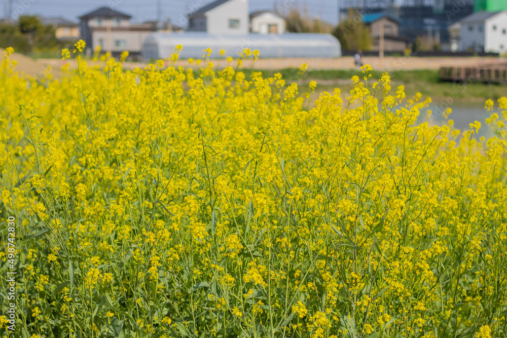 Obraz premium 池の菜の花