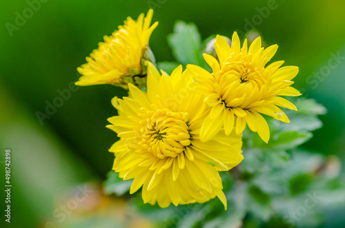 Beautiful yellow chrysanthemum flowers in a spring garden  close up. Lots of beautiful yellow chrysanthemum flowers with young buds  close up. 
