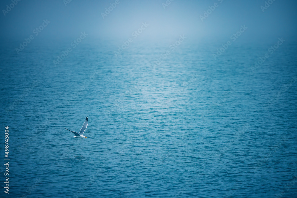 Sea ripple water with morning fog and flying seagull