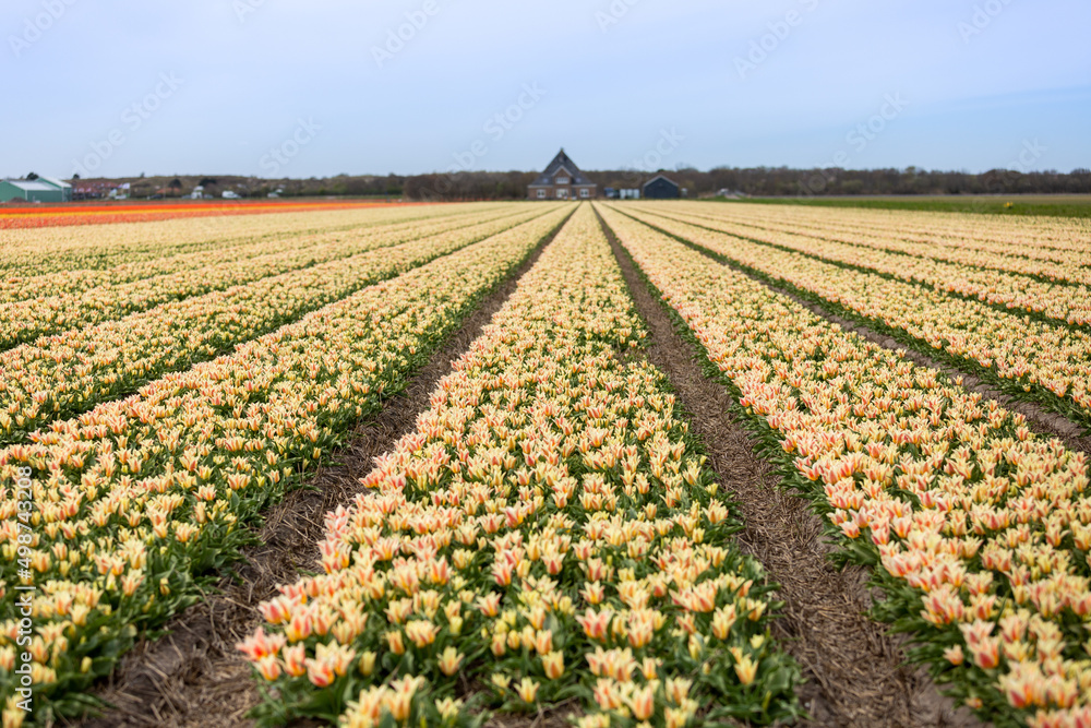 Lily flowering tulip field in North Holland Lily flowering tulip field in North Holland
