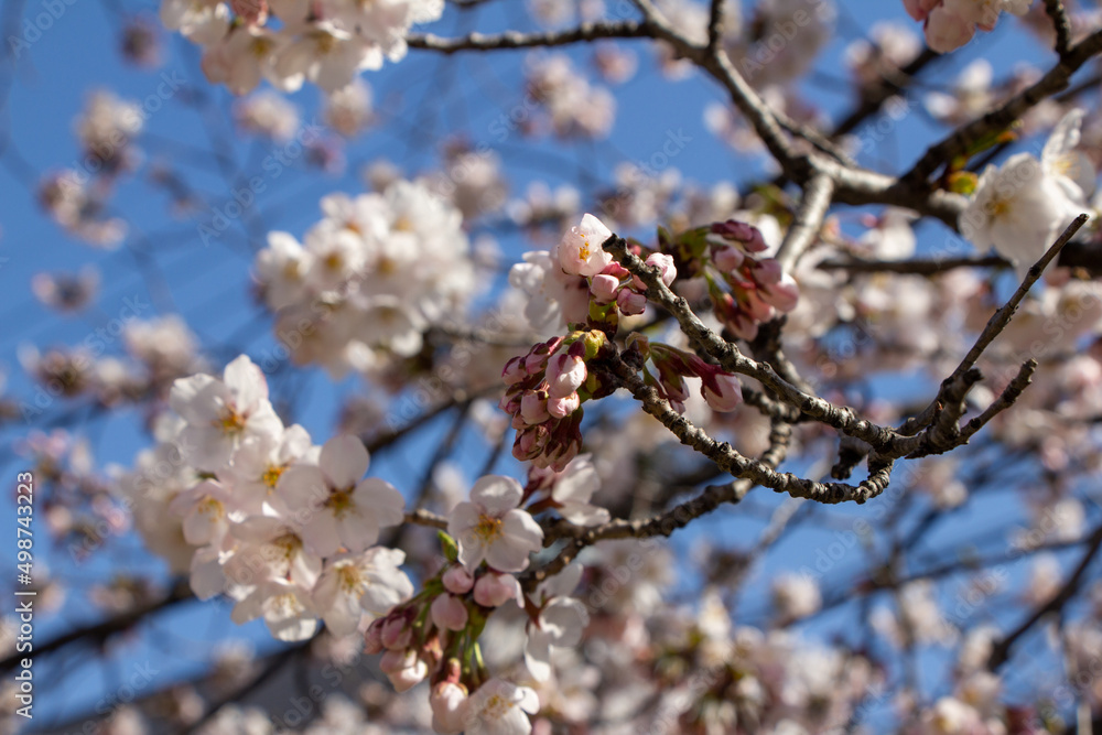桜 桜