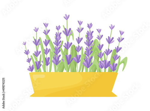 Lavender flowers in a ceramic pot. Vector illustration of lavender blooming in a modern style. Indoor plants in a clay pot. Gardening.