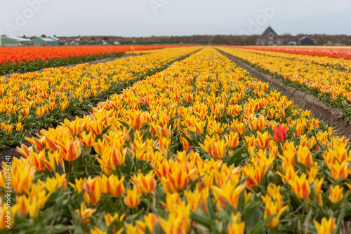 Lily flowering tulip field in North Holland