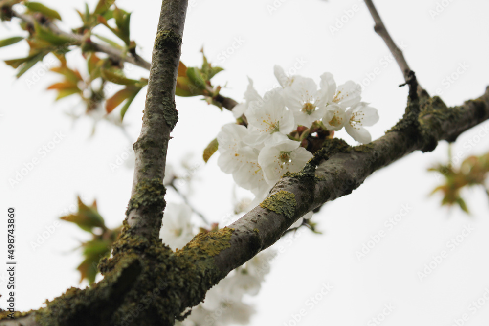 Cherry tree with white flowers in blossom on spring. Cherry tree with white flowers in blossom on spring.