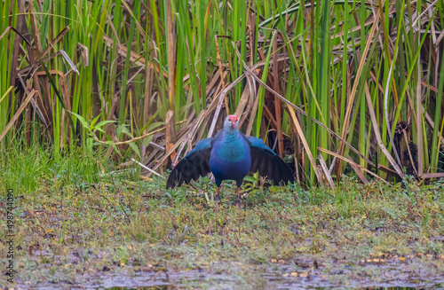 Beautiful Purple swamphen bird in the swamp. photo