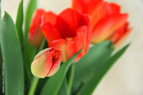 a bouquet of tulips in close-up. spring bouquet of red tulips