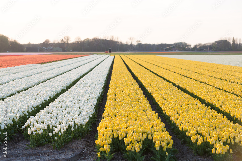 Spring blooming tulip fields in the Netherlands during on the sunset, golden hour soft light