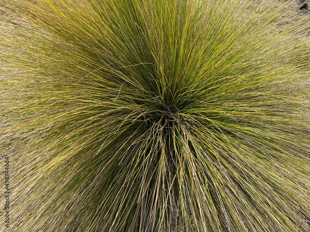 Obraz premium Constanza, Dominican Republic 