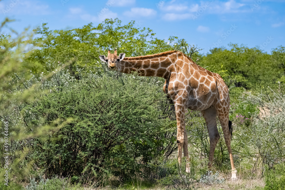 A giraffe eating acacia trees in the bush in Namibia
A giraffe eating acacia trees in the bush in Namibia