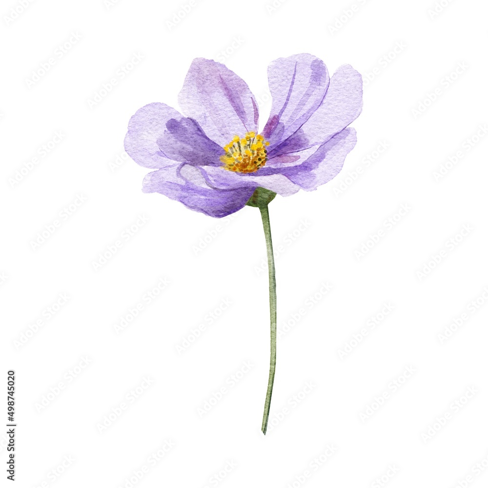 purple flower isolated on white
