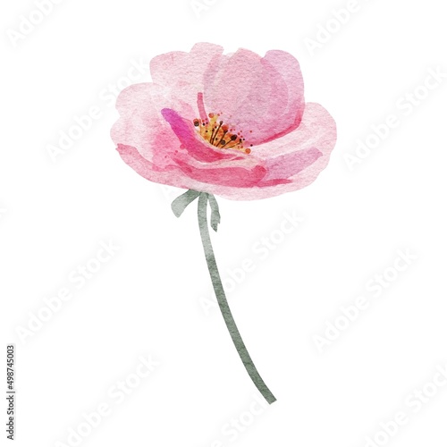 pink rose isolated on white