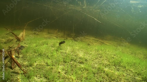 Male Smooth newt (Lissotriton vulgaris) swims away from the camera near the bottom of shallow pond in Estonia. photo