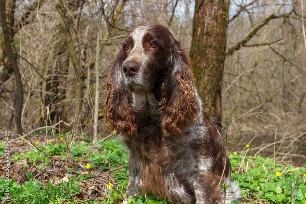 Brown spotted russian spaniel in the forest, blurred background