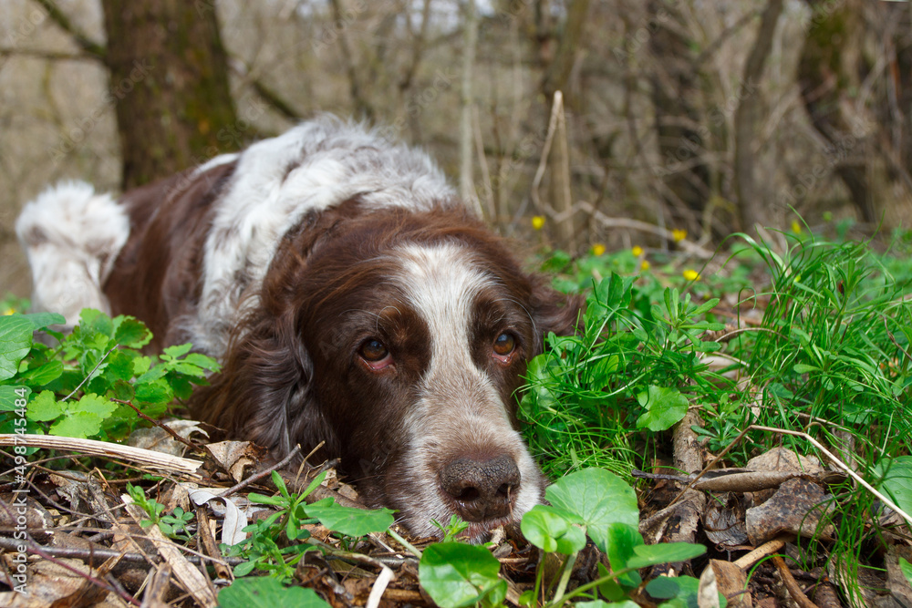 Brown spotted russian spaniel in the forest, blurred background