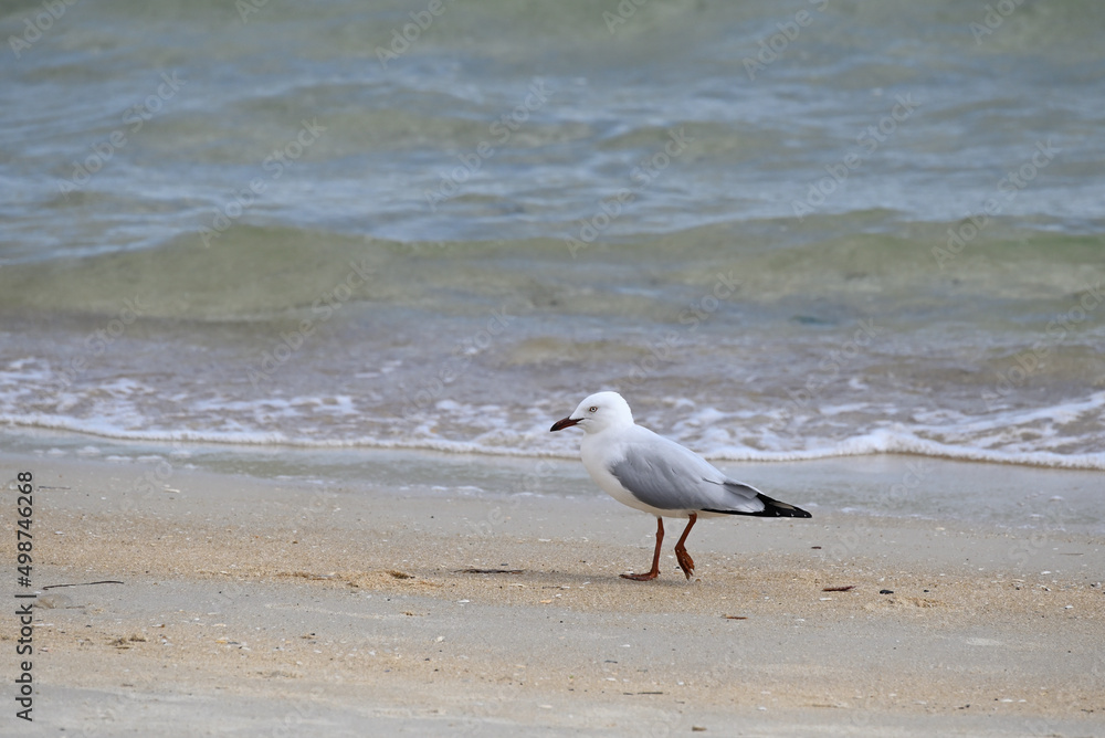 Seagull, or silver gull, walking along a sandy beach, right by the water, with small waves gently approaching the shore in the background Seagull, or silver gull, walking along a sandy beach, right by the water, with small waves gently approaching the shore in the background