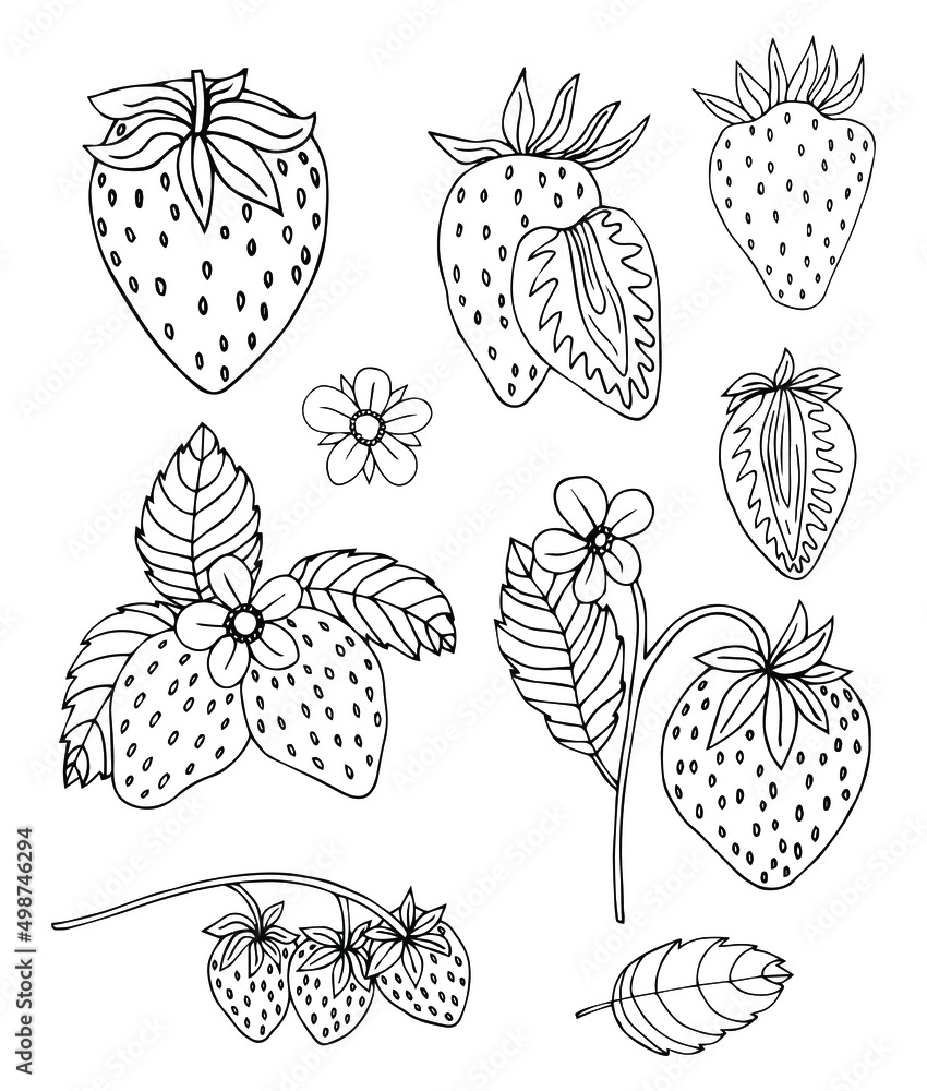Set of isolated fruits and berries sketched / Doodle fruits in black and white / Hand drawn vector illustration Set of isolated fruits and berries sketched / Doodle fruits in black and white / Hand drawn vector illustration