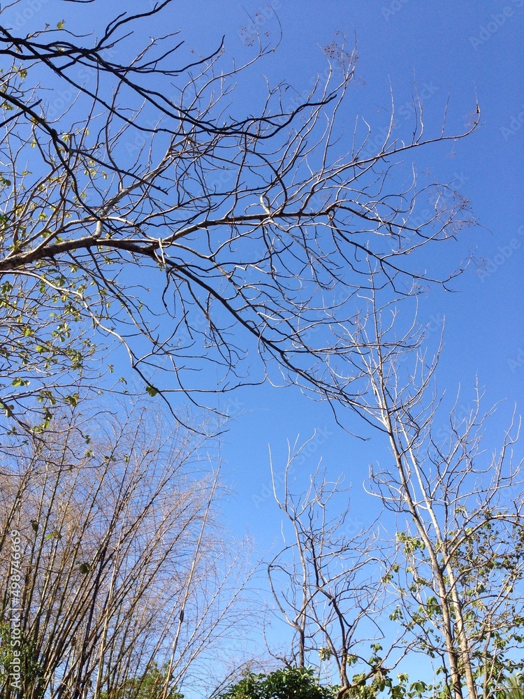 Tree blue sky, tree top against blue sky on a sunny day. Spring landscape - bright green trees with young foliage. Tree blue sky, tree top against blue sky on a sunny day. Spring landscape - bright green trees with young foliage.