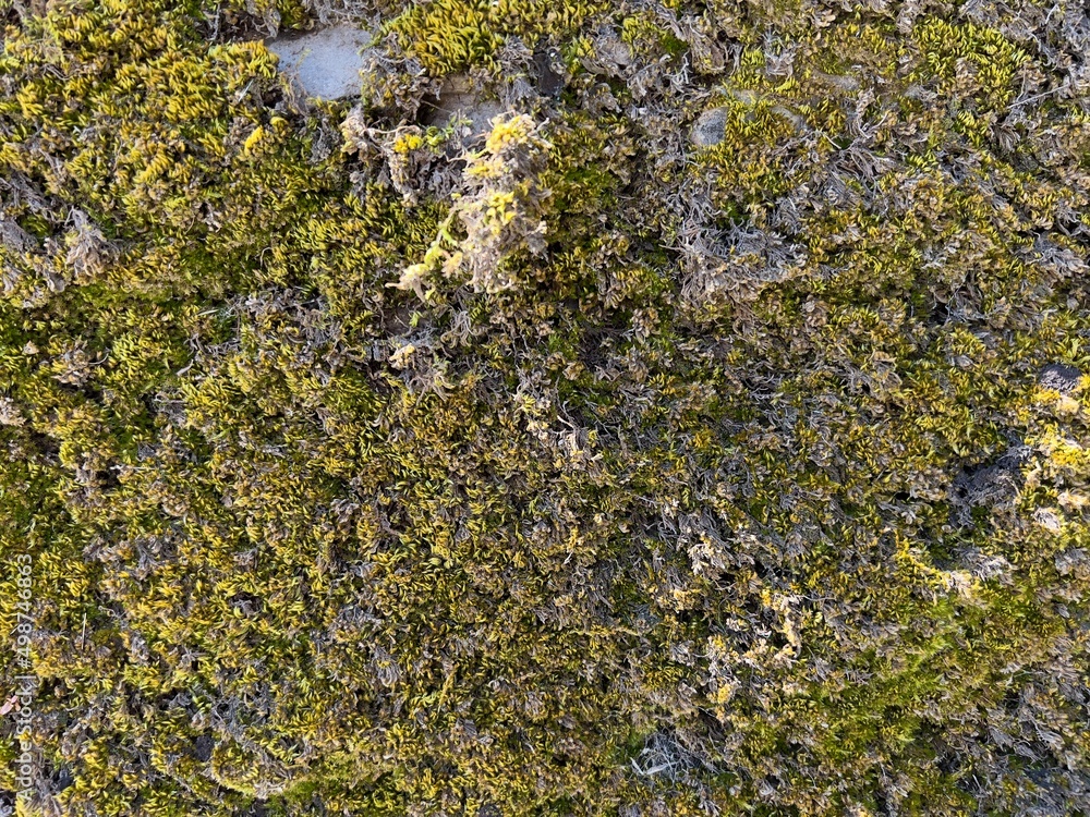 moss on stone moss on stone