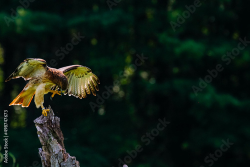 Fototapeta Naklejka Na Ścianę i Meble -  Harris hawk in flight photography, beautiful raptor bird