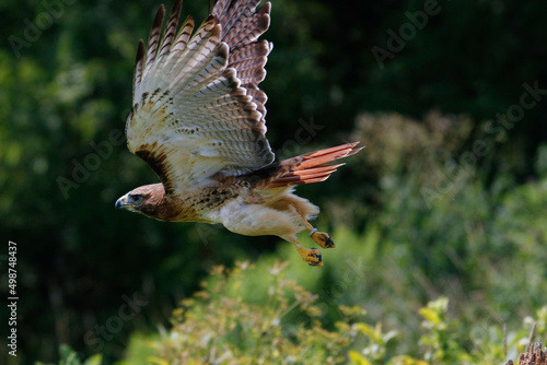 Harris hawk in flight photography, beautiful raptor bird