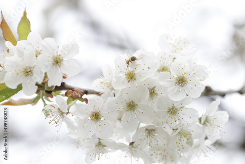 Fototapeta White flowers on branch of cherry tree in blossom on spring.