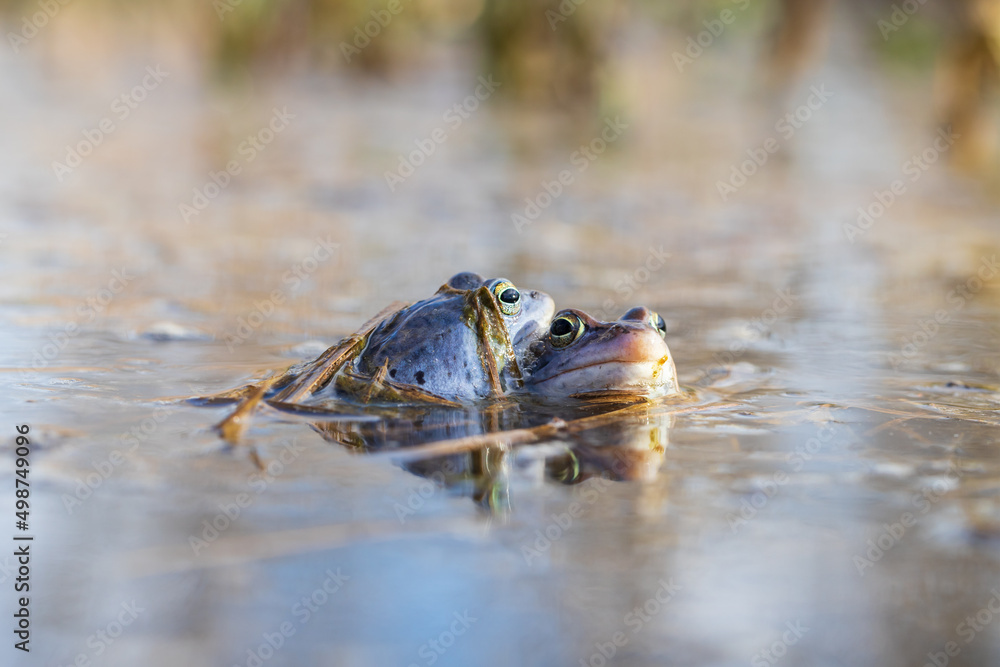Blue Frog - Frog Arvalis on the surface of a swamp. Photo of wild nature Blue Frog - Frog Arvalis on the surface of a swamp. Photo of wild nature