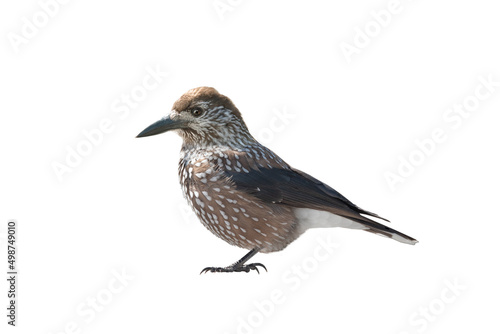 spotted nutcracker isolated on white background